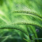 barley grass.jpg
